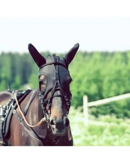 Pro maske med ører i syntet Finntack