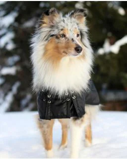 Foret dækken fra Back on Track
