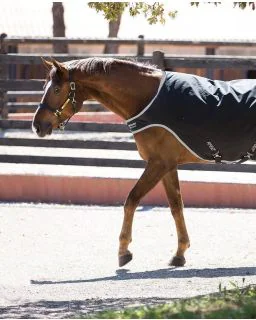 Amigo Walker 200G fra Horseware - Black with Silver