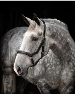 Rambo Micklem Headcollar - Black