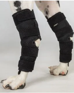 Back on Track Dixie Hasebandage