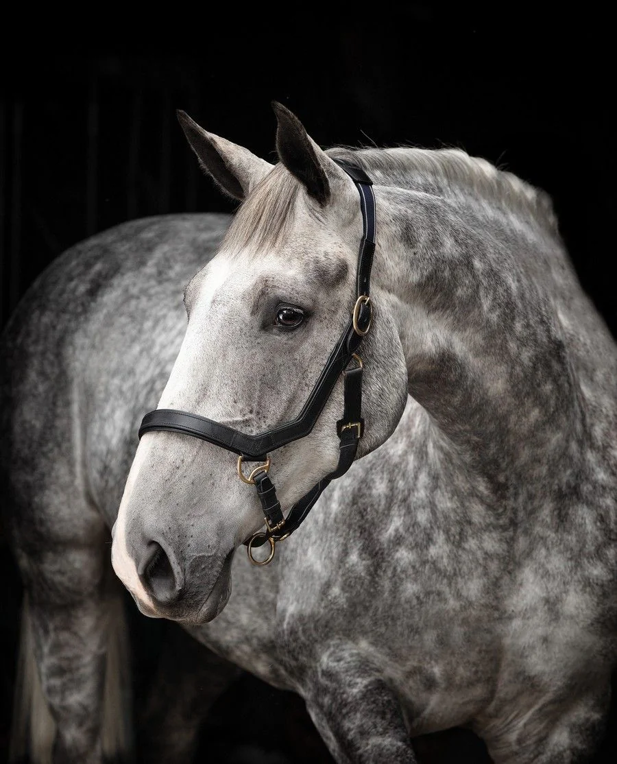 Rambo Micklem Headcollar - Black