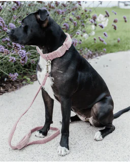 Hundehalsbånd Teddy Fleece fra Kentucky