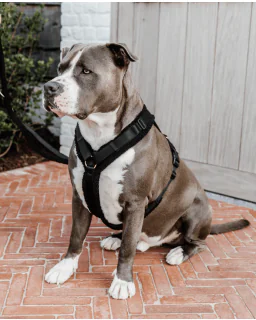 Hundesele Active Teddy Fleece fra Kentucky