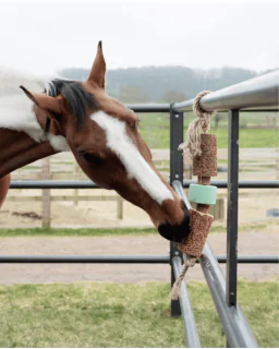 Kentucky Wooden Relax Horse Toy with Salt
