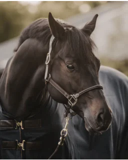 Insektdækken Mesh fra Kentucky Horsewear