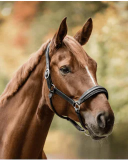 Waldhausen S-Line Glamour Grime