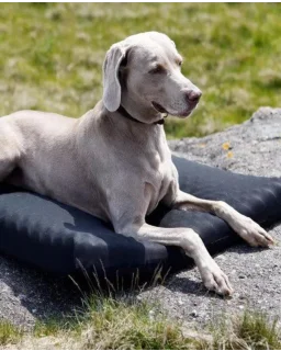 Back on Track Hundemadras