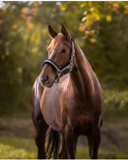 Waldhausen Pegasus Grime beige