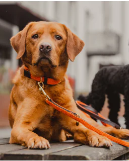 Plaited Nylon Hundesnor fra Kentucky-Orange