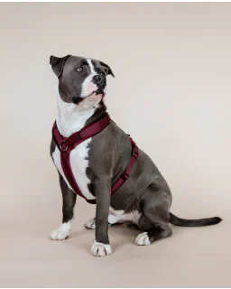 Hundesele Active Velvet fra Kentucky Dogwear