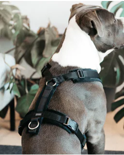 Hundesele Active Velvet fra Kentucky Dogwear