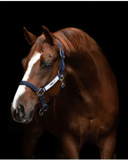 Rambo Field Safe Grime fra Horseware