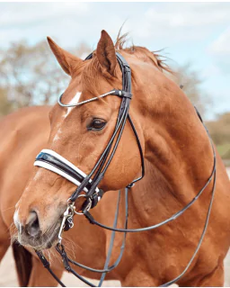 Finesse Bridles Kandar Cassidy sort/hvid/lak/sølv