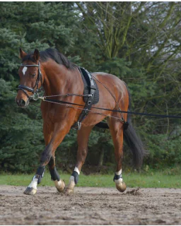 Waldhausen Longe System 