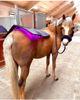 Equine LTS Topline Nyhed 2025