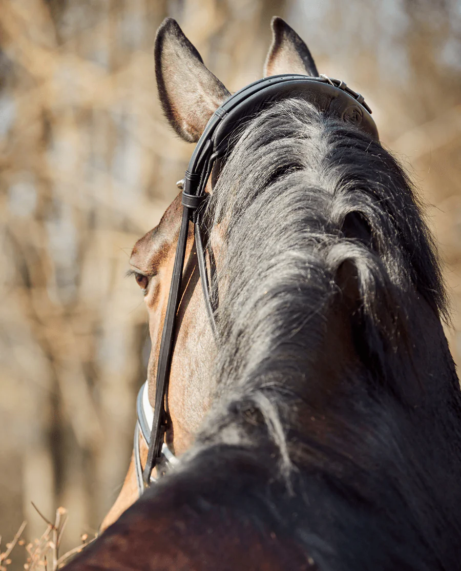 Finesse Trense Cayenne Fladt Læder Sort/Hvid/Sølv
