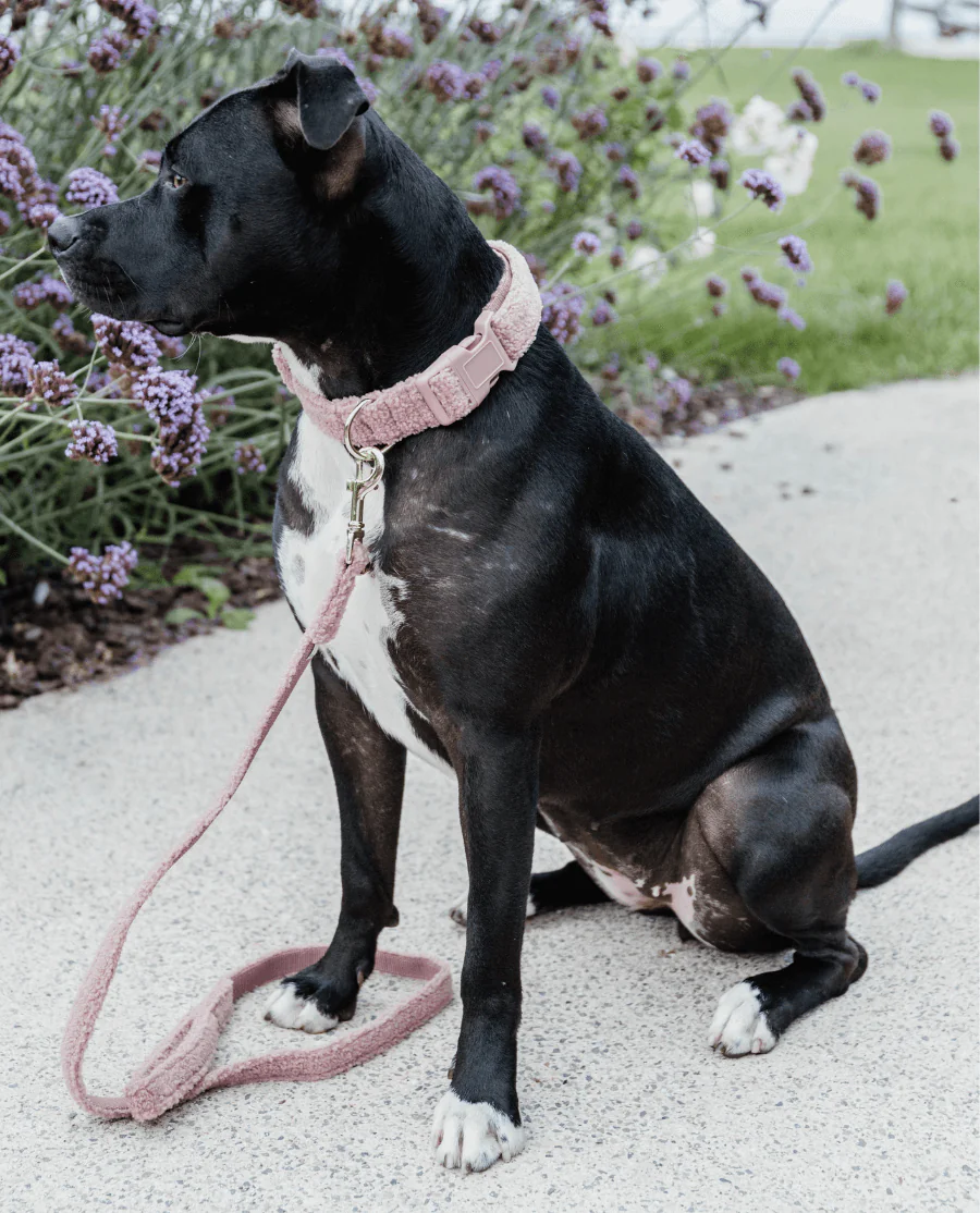 Hundehalsbånd Teddy Fleece fra Kentucky