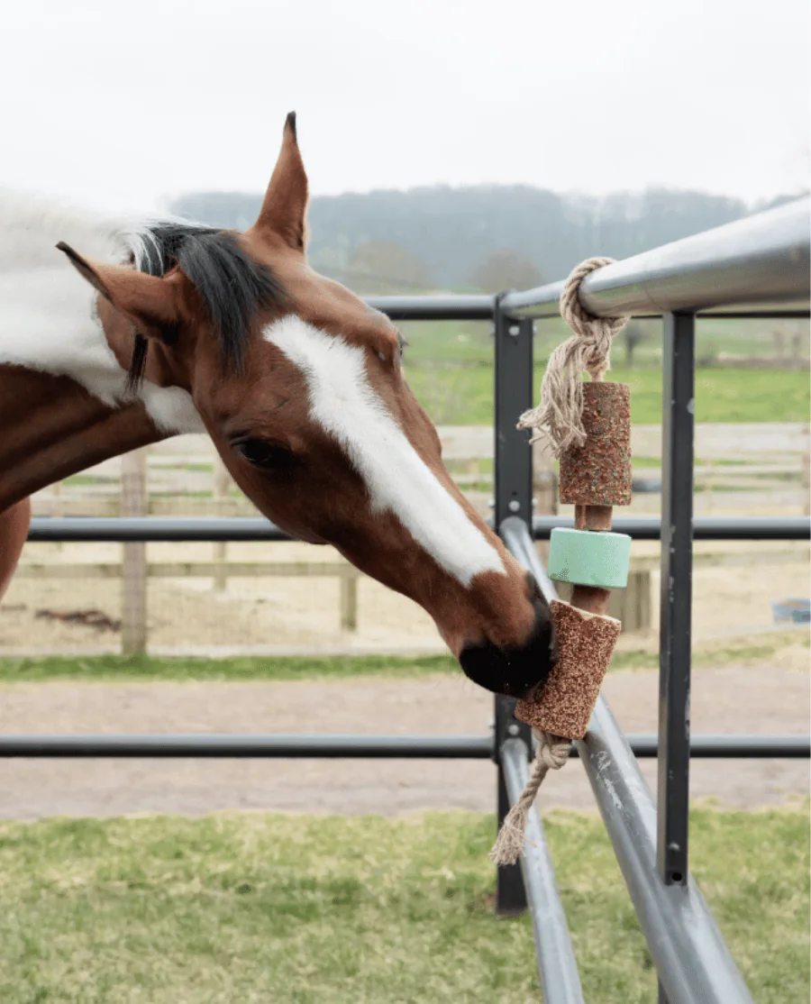 Kentucky Wooden Relax Horse Toy with Salt