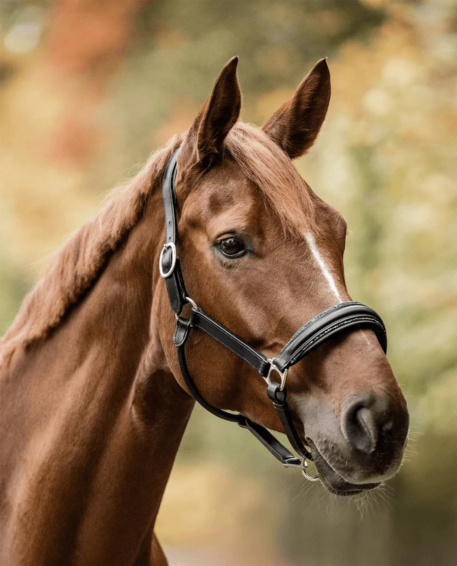 Waldhausen S-Line Glamour Grime