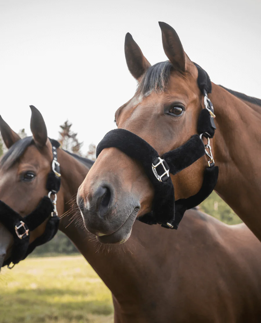 Audrey Plys Grime fra Back on Track