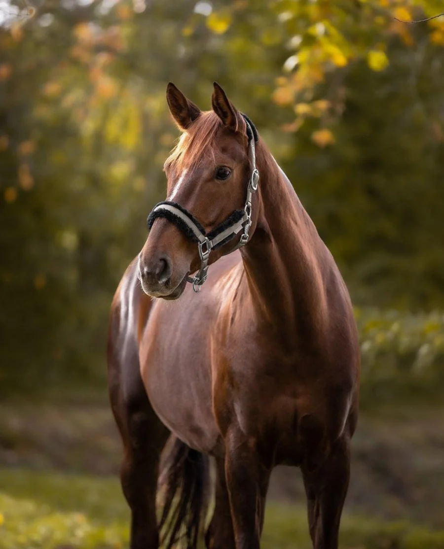 Waldhausen Pegasus Grime beige