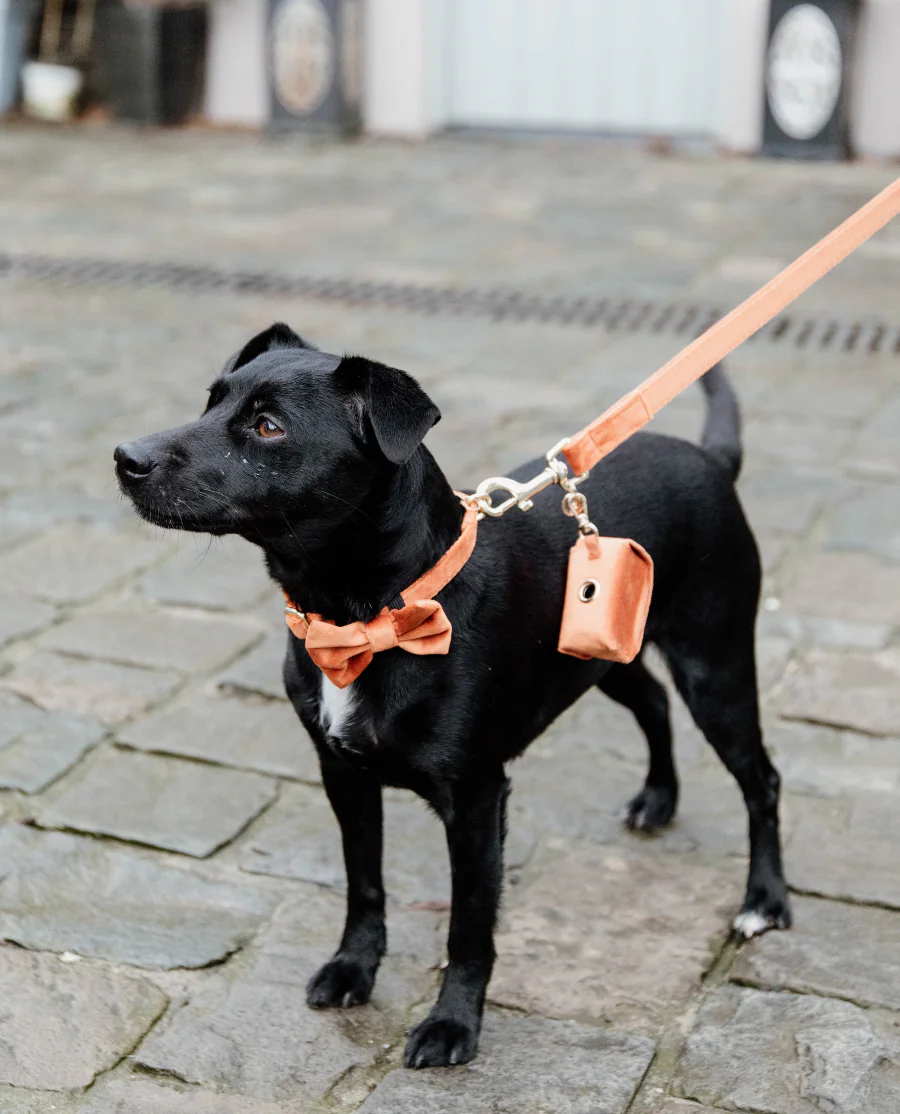 Hundesnor Velvet 2M fra Kentucky-Orange