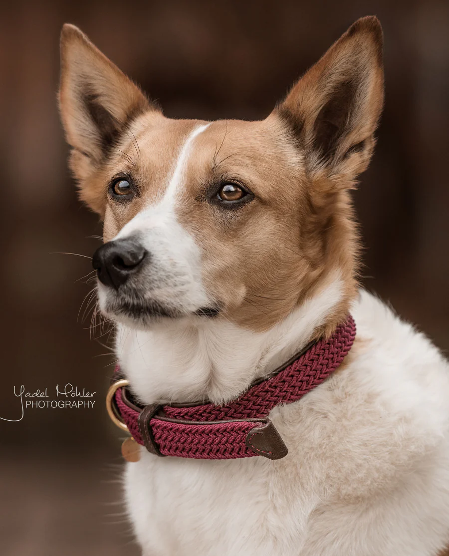 Plaited Nylon Hundehalsbånd fra Kentucky-Bordeaux