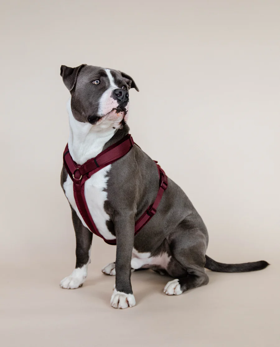 Hundesele Active Velvet fra Kentucky Dogwear