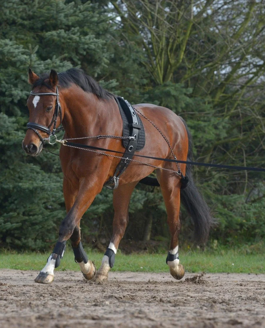 Waldhausen Longe System 