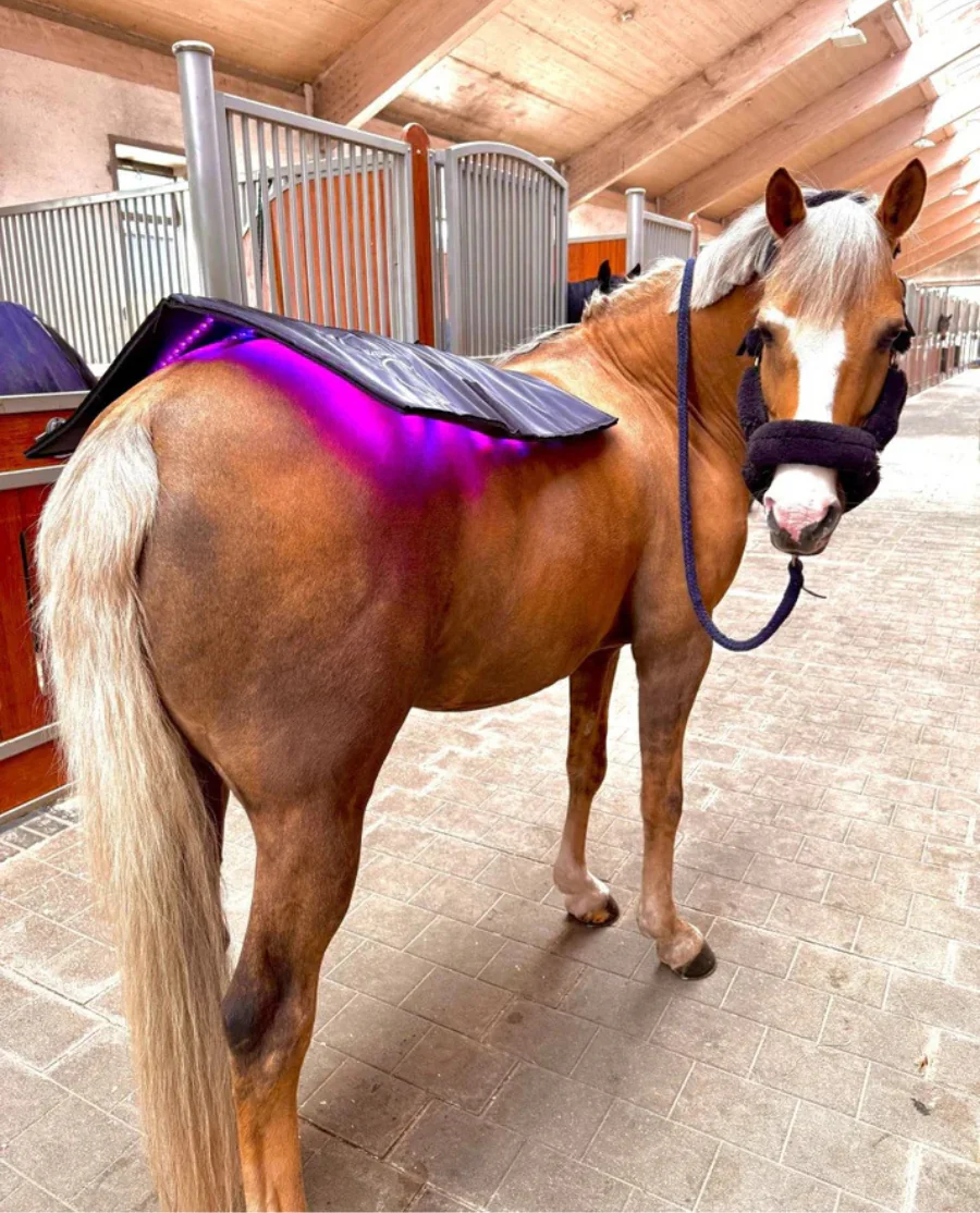 Equine LTS Topline Nyhed 2025