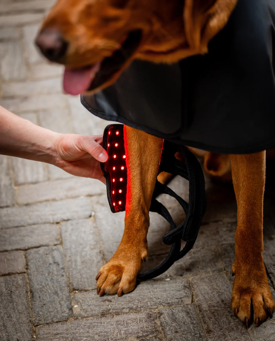 Horseware LED Red Light Therapy Pet Leg Wrap