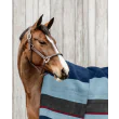 Heavy Fleece Rug Square Stripes fra Kentucky Horsewear-Navy/Grey