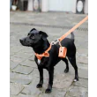 Hundesnor Velvet 2M fra Kentucky-Orange