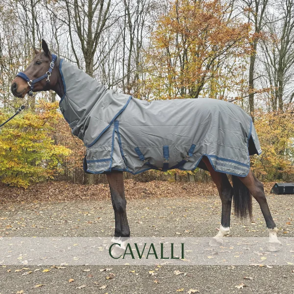 Shop Cavalli Shop Cavalli